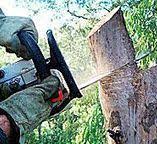 How Our Tree Care Process Works  in  Columbia City, OR